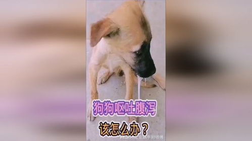 狗狗呕吐拉稀是什么情况