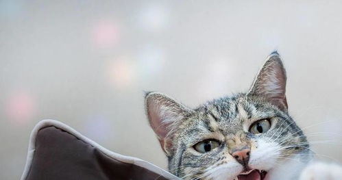 猫咪不排尿怎么办