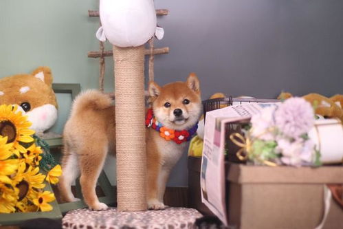 上海比较有名的犬舍