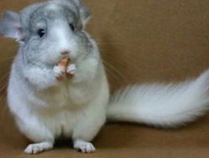 龙猫出血怎么办