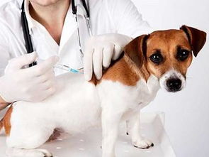 狗打完狂犬疫苗流鼻涕