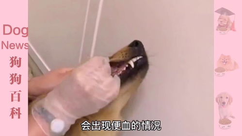 狗体内有虫的症状