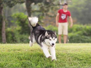 阿拉斯加犬什么时候引进中国