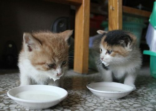 猫吃东西多久消化吸收完