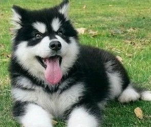 阿拉斯加幼犬干呕怎么回事