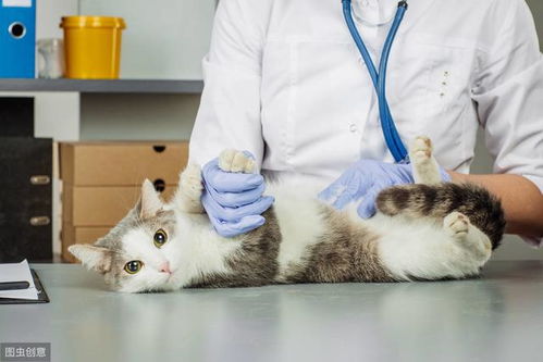 如何让猫咪增强食欲