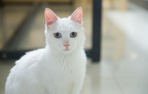 猫的粪便有什么危害