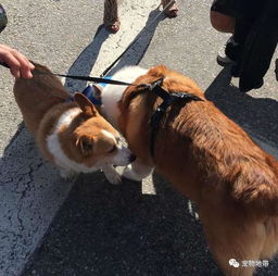 成年柯基犬体重有多少斤-