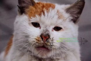 猫多长时间出月子