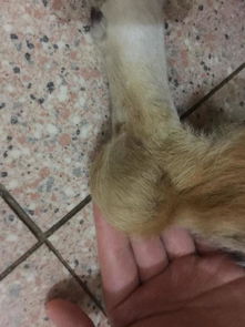 狗狗后腿关节突然红肿破皮