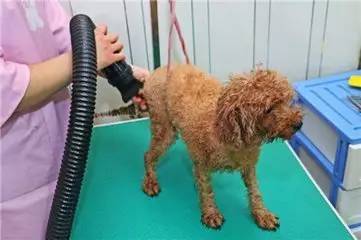 小狗崽身上有跳蚤