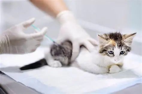 猫打疫苗之后有什么反应
