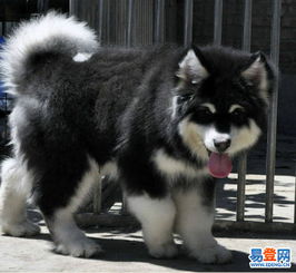 阿拉斯加大型犬