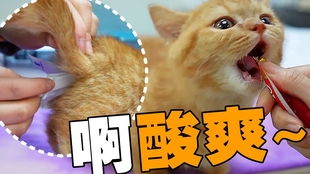 小猫长大后安静了的说说