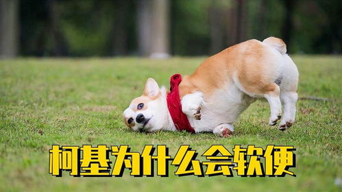 狗狗软便拉稀的原因