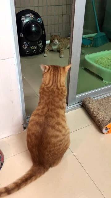 猫出生多少天可以吃猫粮