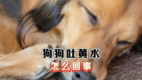 狗狗吐黄水是什么情况怎么办