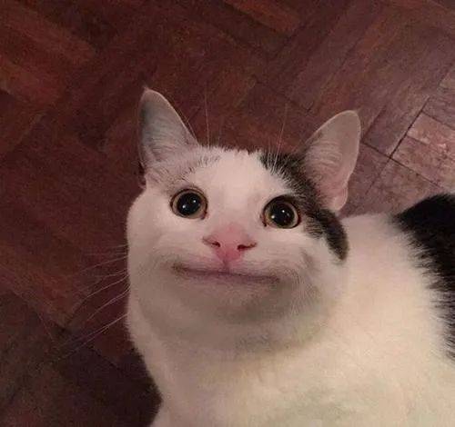 换猫粮猫咪不吃,会不会把自己饿死