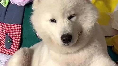 萨摩耶洗澡一般多久