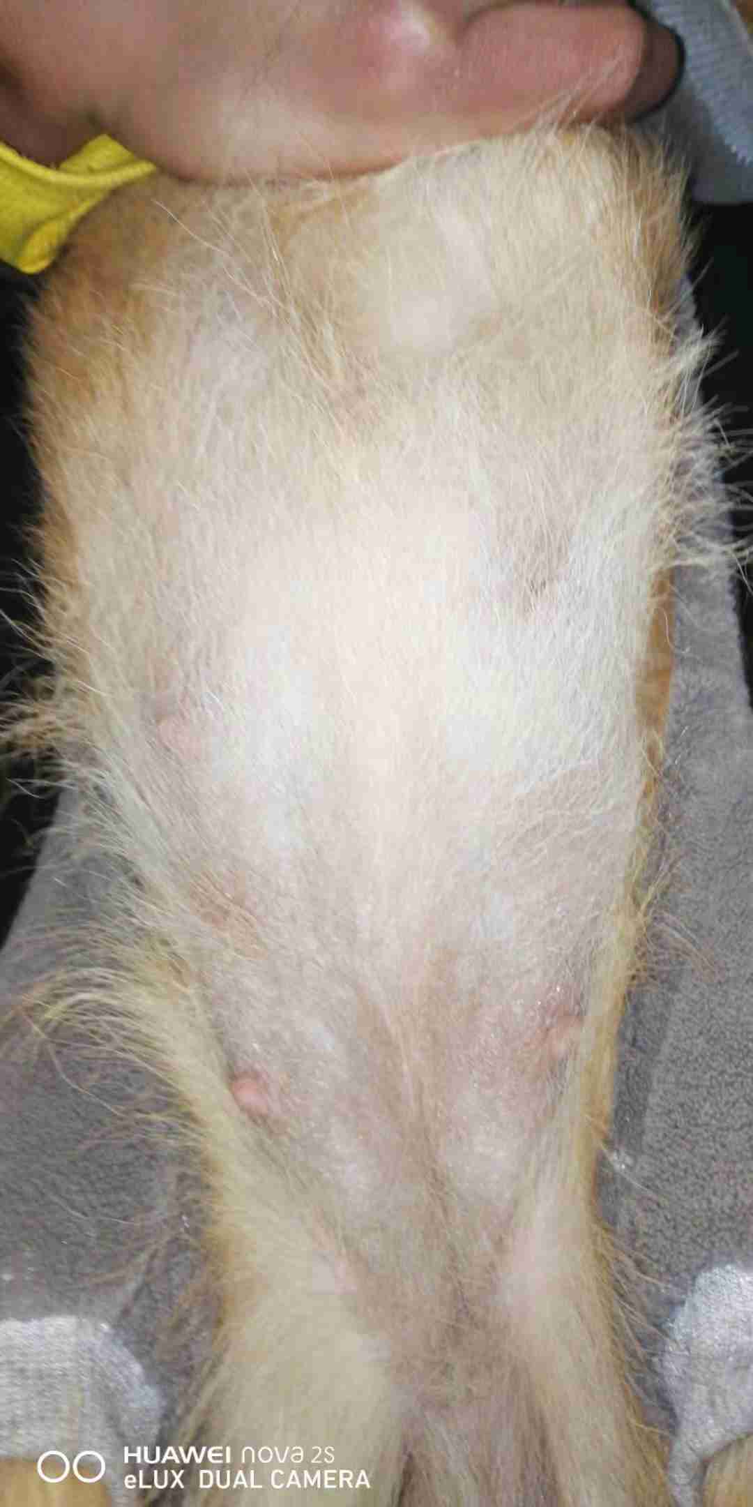 狗狗吐黄水带泡沫还发烧