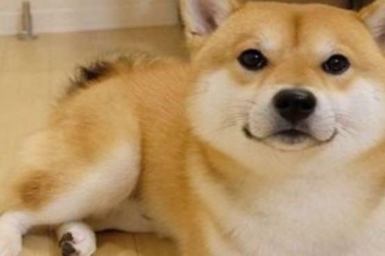 秋田犬体重与月份对照表
