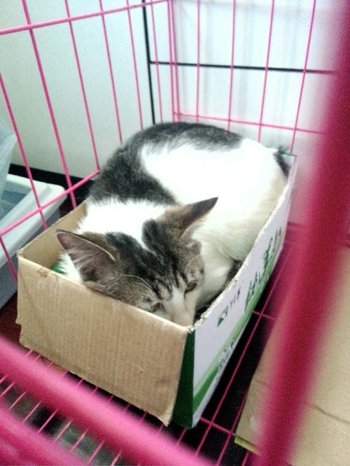 猫多久才能熟悉新的环境