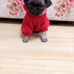合肥买狗狗的地方