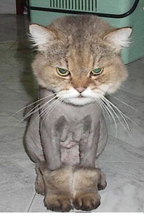 剃毛对猫好吗