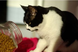 换猫粮猫咪拉肚子