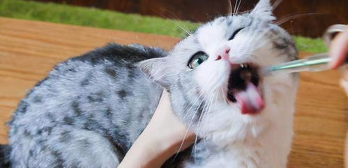 几个月猫咪驱虫