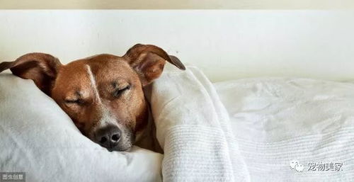 狗狗需要多久睡眠时间