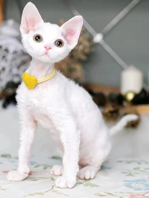 猫疫苗要多少钱一次