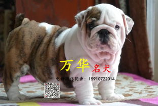 英国斗牛犬身高体重
