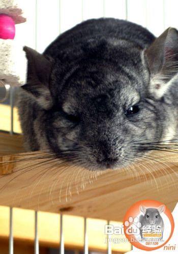 母龙猫生产洗澡