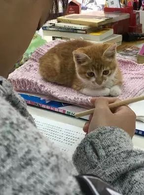 带猫上学