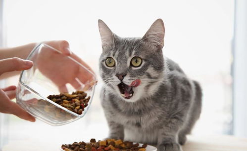 猫咪生病没有食欲