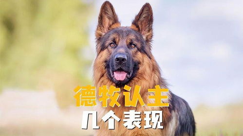 狼狗有哪几种