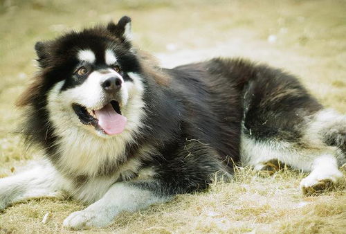 阿拉斯加犬让养么