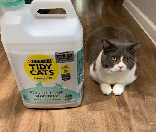 猫砂多久一换合适
