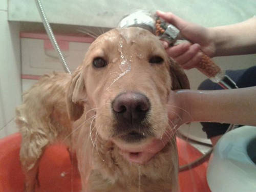 狗生完孩子流血多久