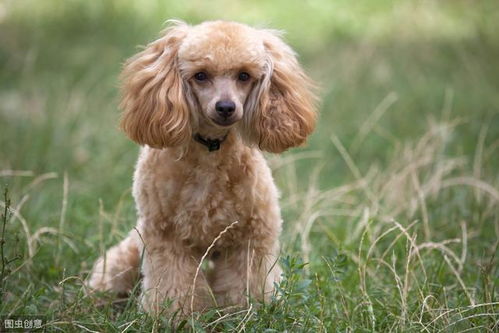 贵宾犬体型体重标准