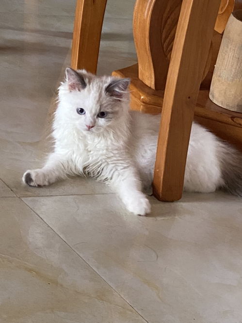 猫应该打几针
