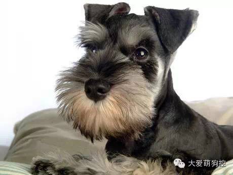 迷你型狗狗品种大全及