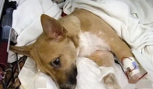 狗狗最近总是吐黄水