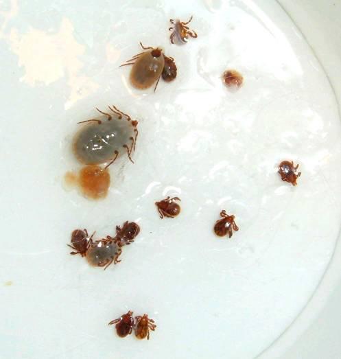 狗狗驱完虫多久拉虫