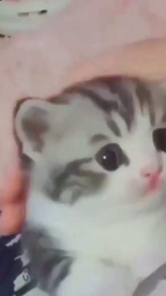 小猫出生多长时间睁眼睛