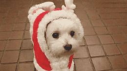 银狐犬一生认几个主人