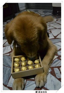 狗狗吃完巧克力多久催吐有效