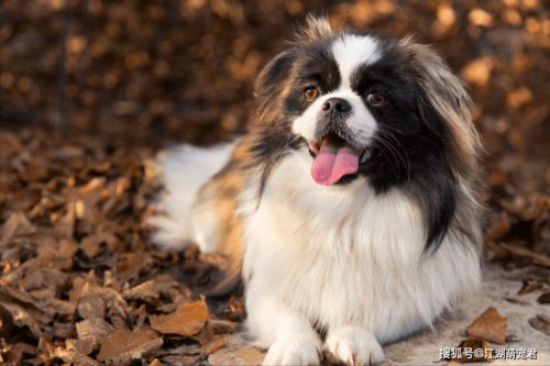 中国的犬种有那些