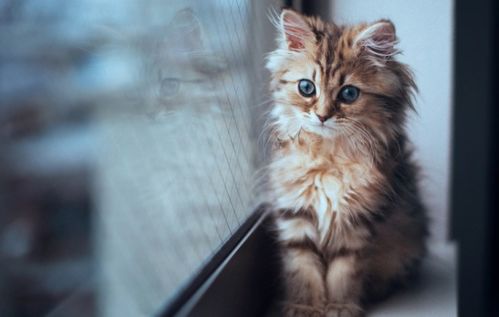 9个月大的猫咪适合吃多少粮食